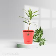 7 Song of India Plant in Imported ABS Plastic Pot